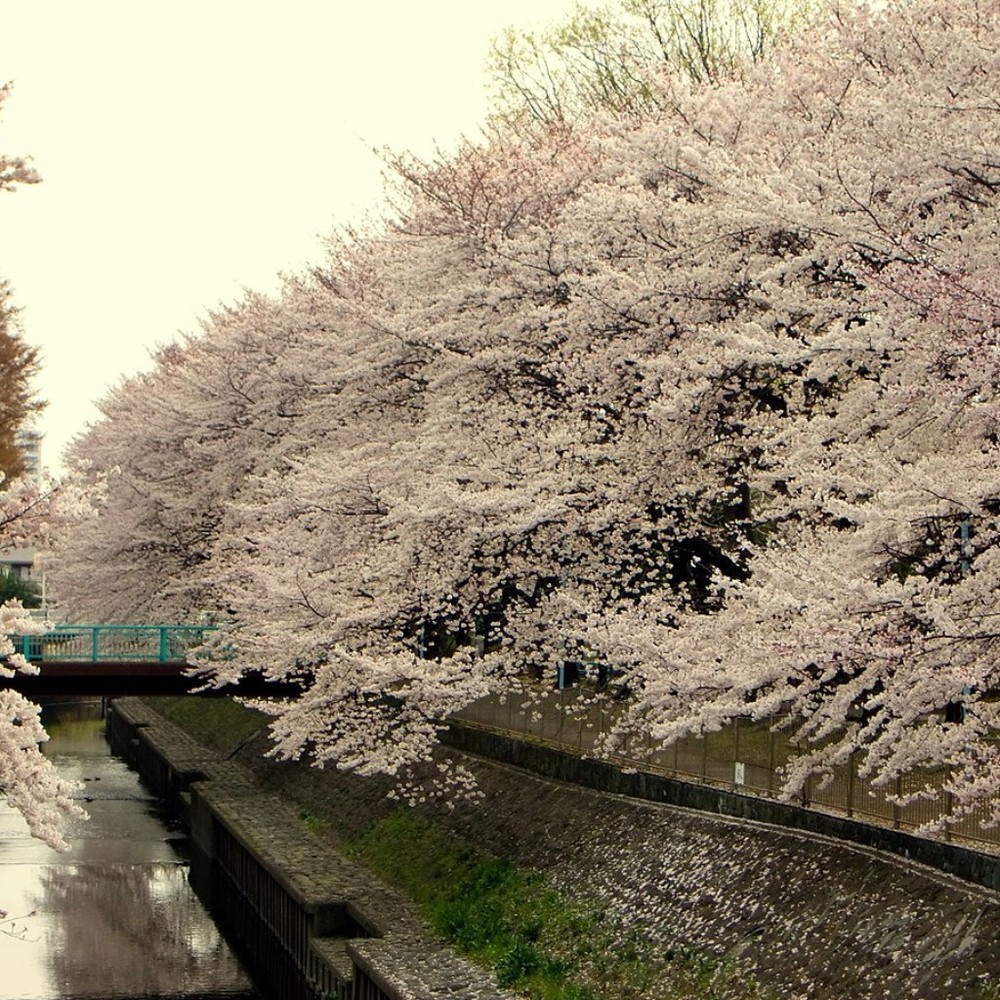 Meet your Posher, Scott